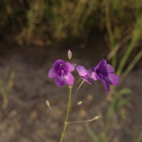 Dopatrium lobelioides (Retz.) Benth.